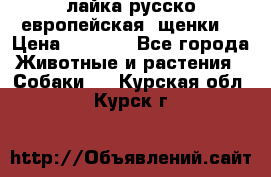 лайка русско-европейская (щенки) › Цена ­ 5 000 - Все города Животные и растения » Собаки   . Курская обл.,Курск г.